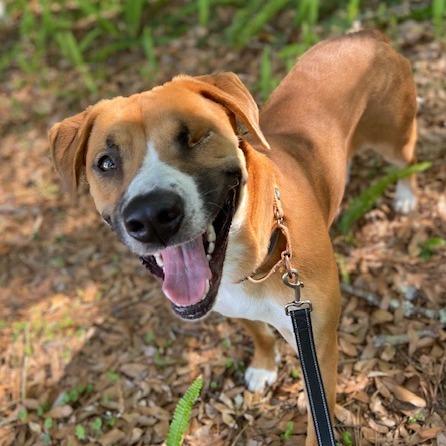 Enlarge Masha, a Adoptable Mixed Breed in Jacksonville, FL image 2/6