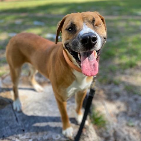 Enlarge Masha, a Adoptable Mixed Breed in Jacksonville, FL image 3/6