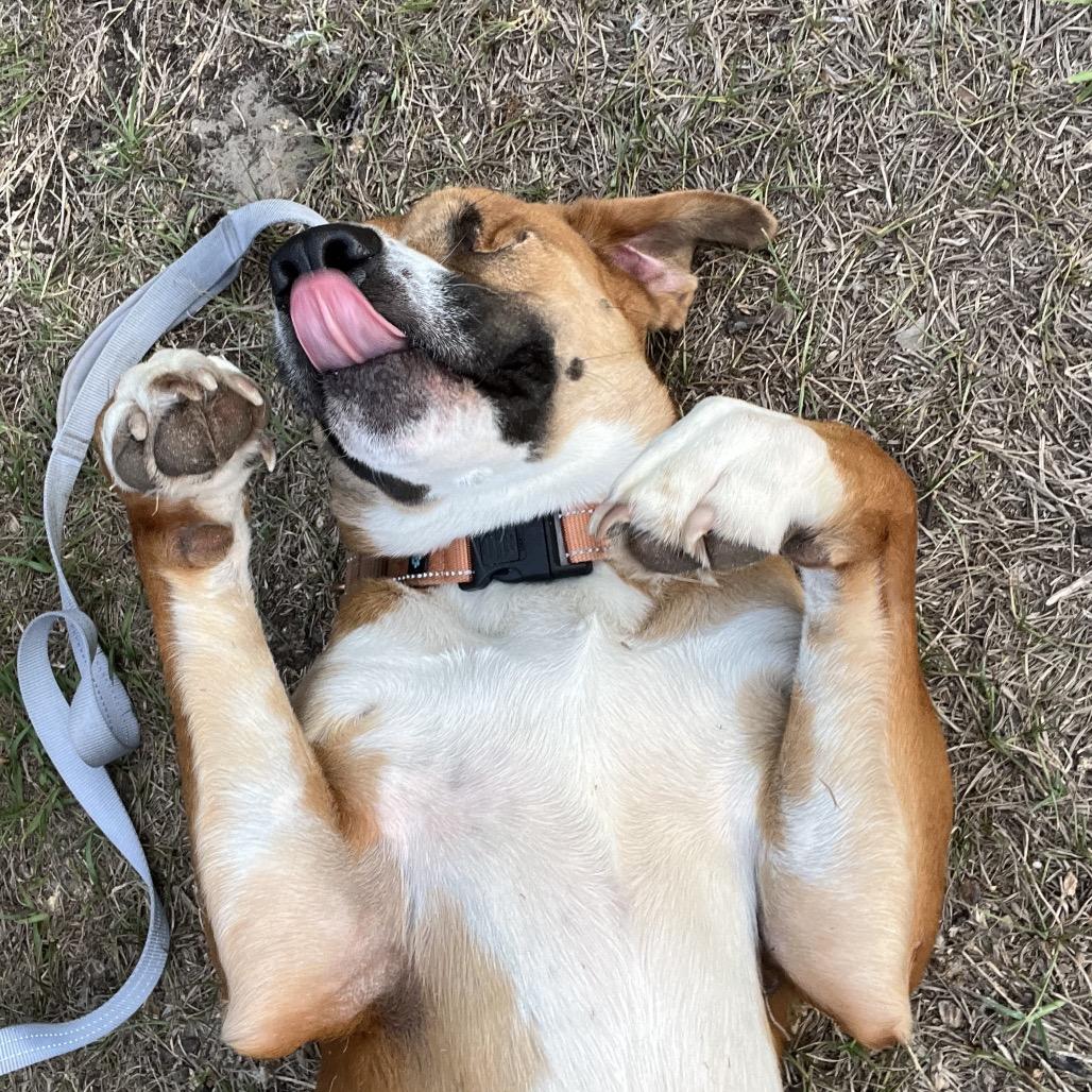 Enlarge Masha, a Adoptable Mixed Breed in Jacksonville, FL image 4/6