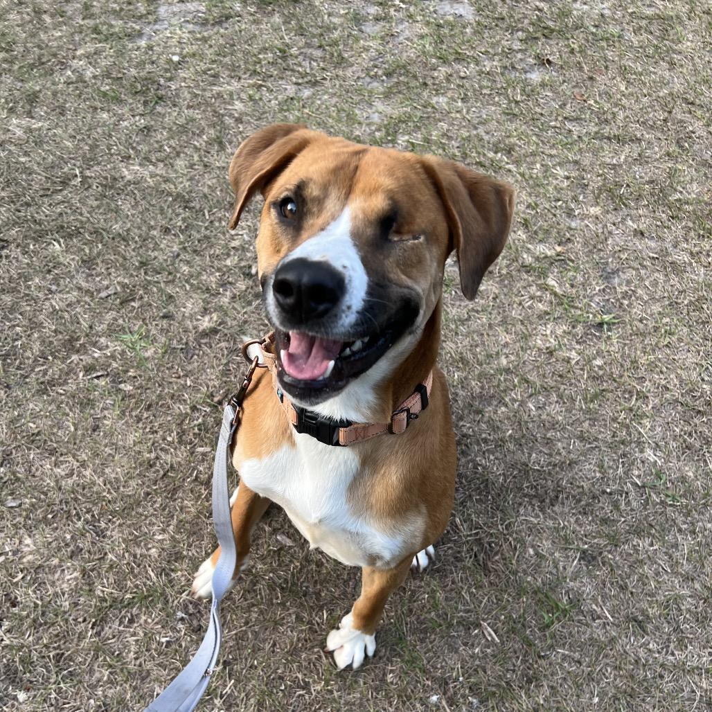 Enlarge Masha, a Adoptable Mixed Breed in Jacksonville, FL image 5/6