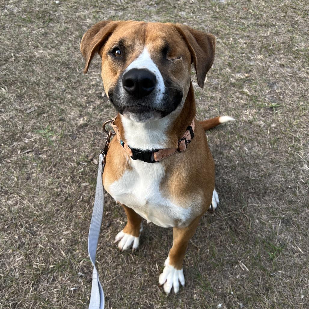 Enlarge Masha, a Adoptable Mixed Breed in Jacksonville, FL image 6/6