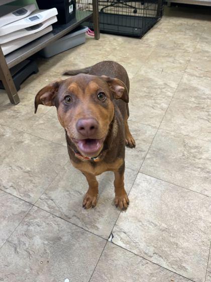 Hearts, Adoptable, Puppy Female Mixed Breed & Mixed Breed.