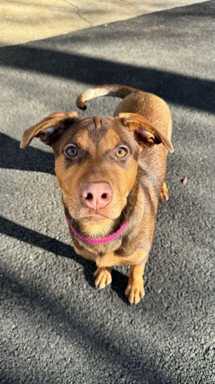 Enlarge Hearts, a Adoptable Mixed Breed in Chicago, IL image 2/3