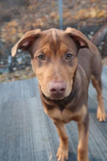 Enlarge Hearts, a Adoptable Mixed Breed in Chicago, IL image 2/2