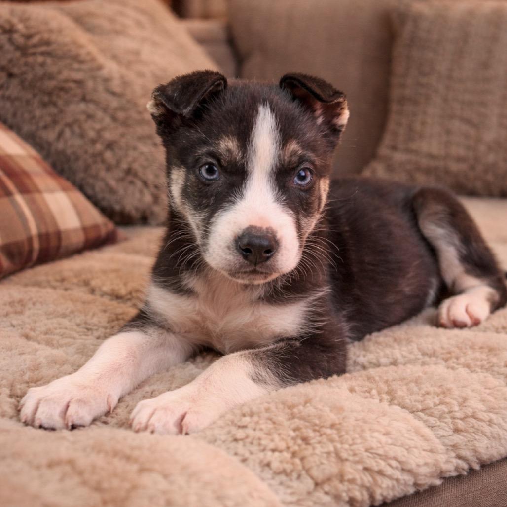 Chase, adopted, Puppy Male Husky & Labrador Retriever.