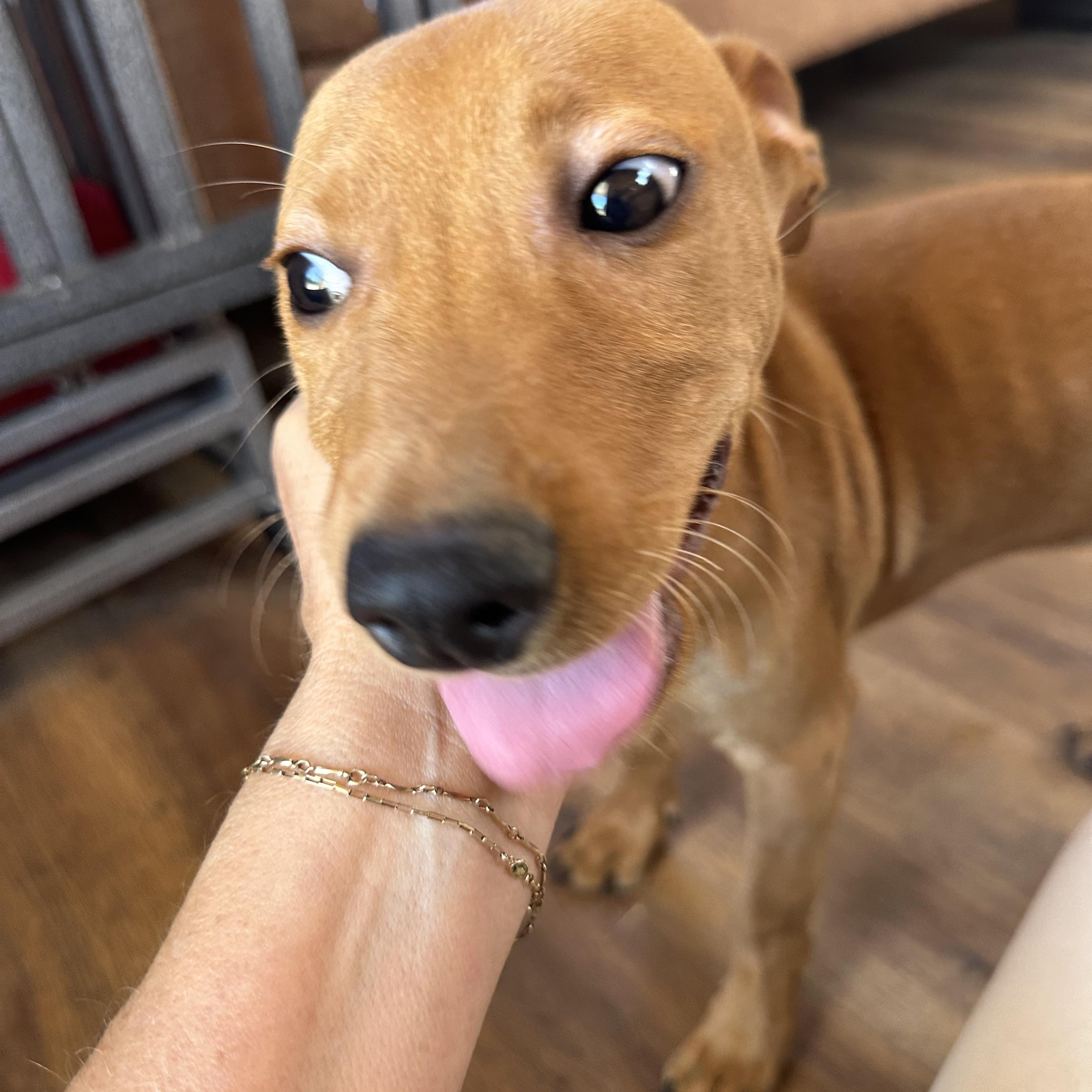 Enlarge GUS, a Adoptable mixed breed in Arroyo Grande, CA image 5/5