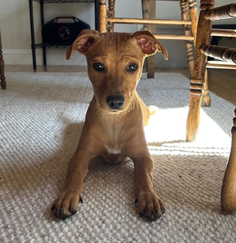 GUS, Adoptable, Young Male Dachshund.