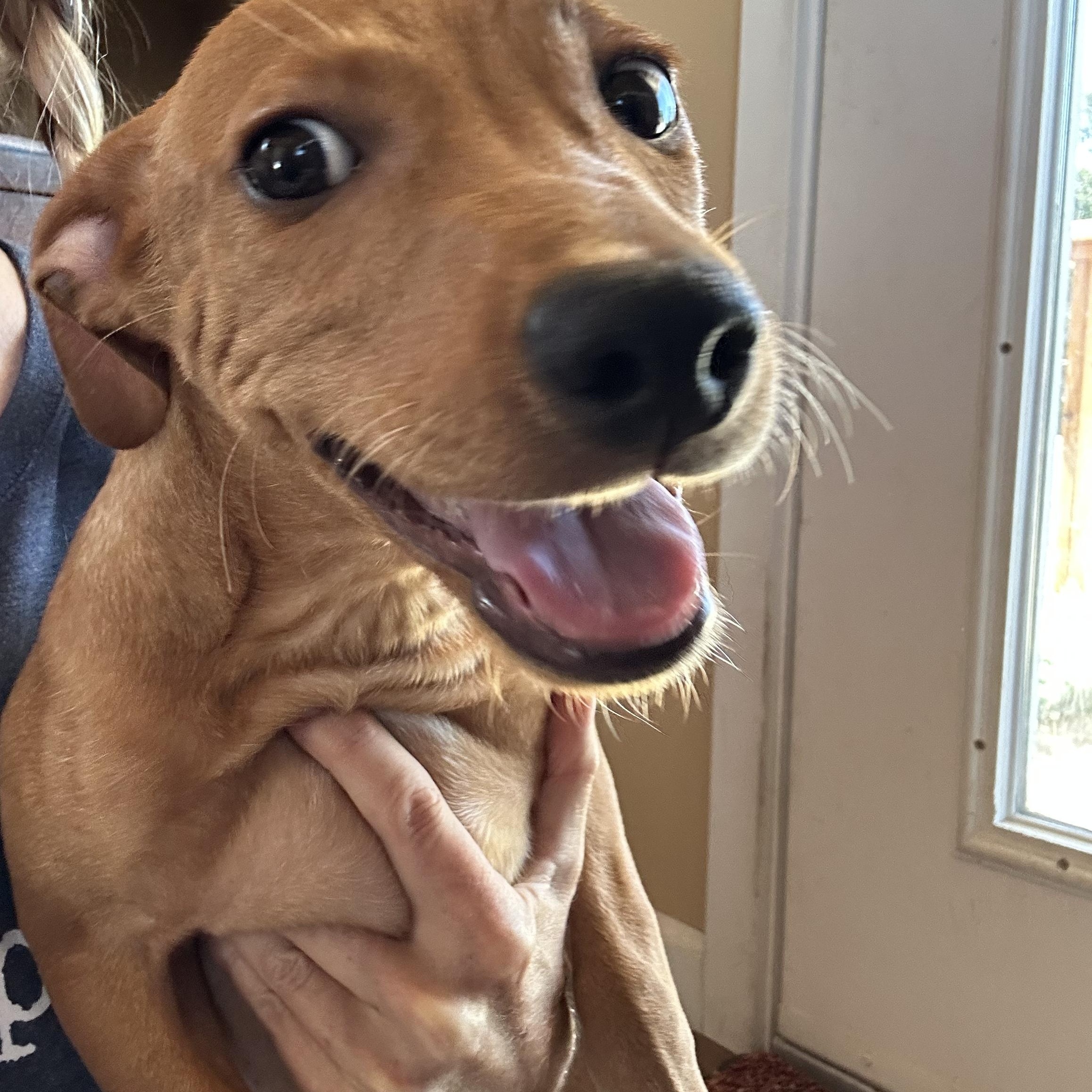 Enlarge GUS, a Adoptable mixed breed in Arroyo Grande, CA image 3/5