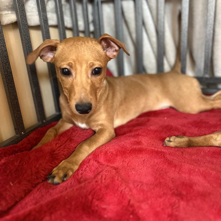 Enlarge GUS, a Adoptable mixed breed in Arroyo Grande, CA image 2/5