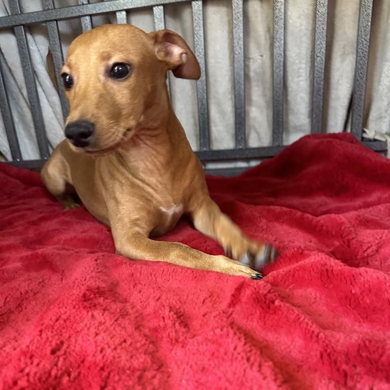 Enlarge GUS, a Adoptable mixed breed in Arroyo Grande, CA image 1/5