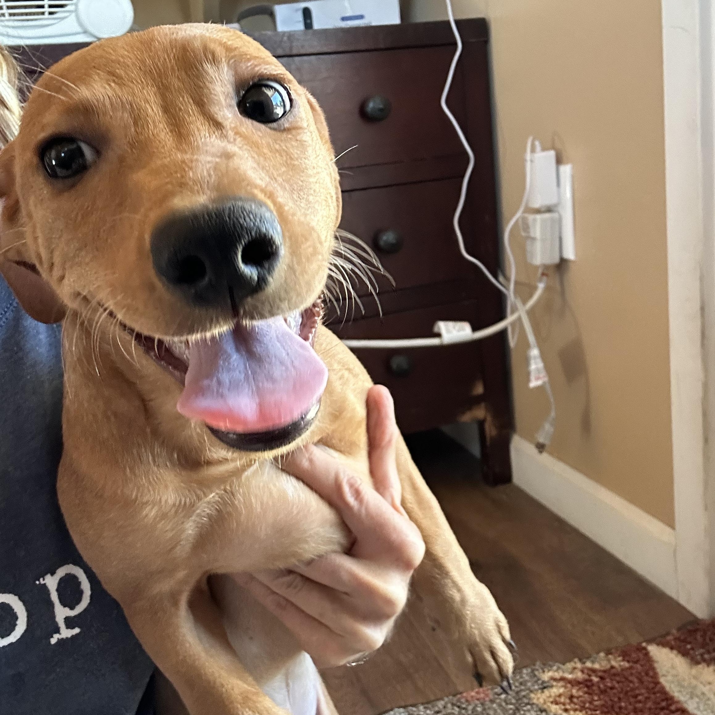 Enlarge GUS, a Adoptable mixed breed in Arroyo Grande, CA image 4/5