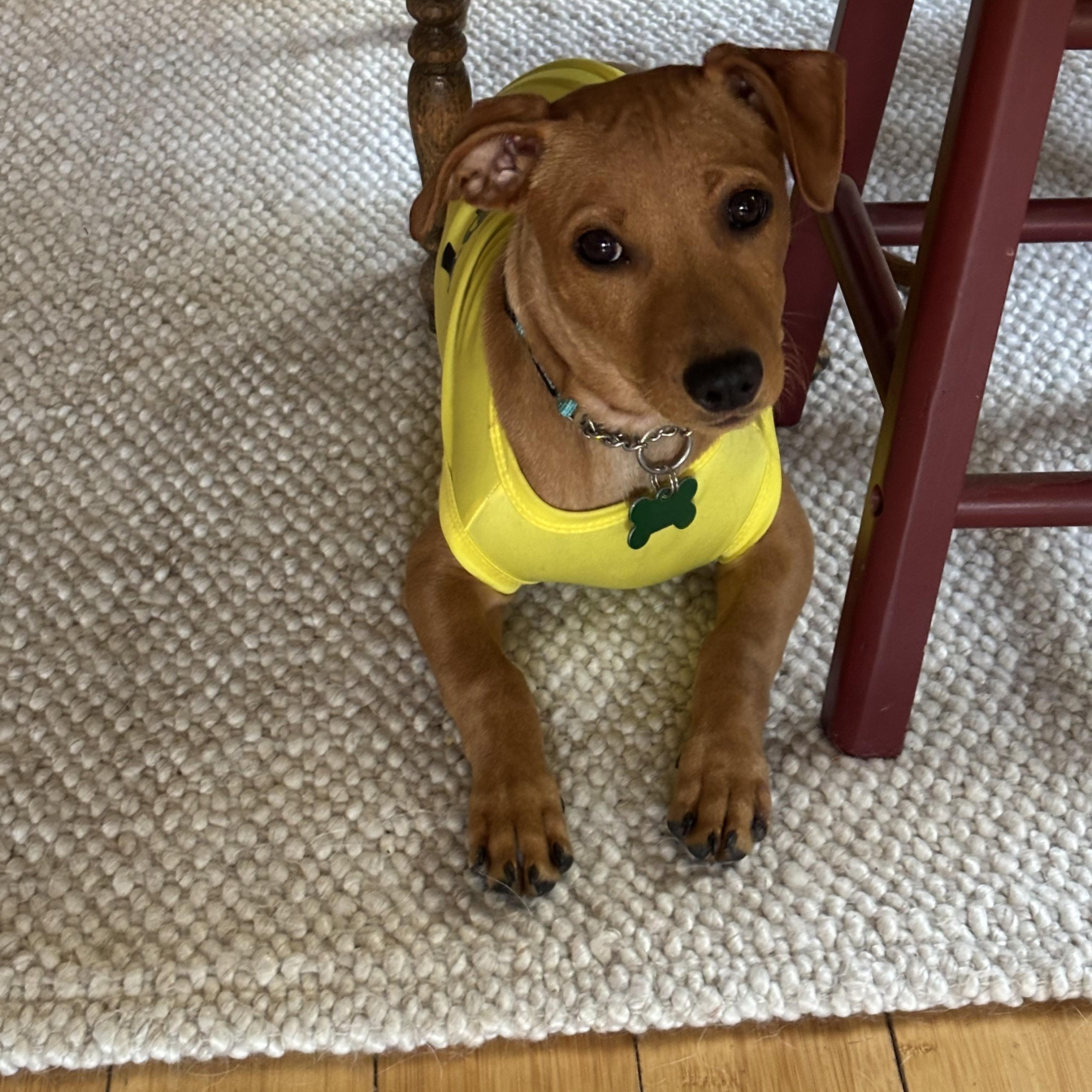 Enlarge GUS, a Adoptable mixed breed in Arroyo Grande, CA image 4/5