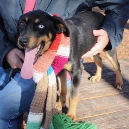 Sweetie, Adoptable, Young Female Hound.