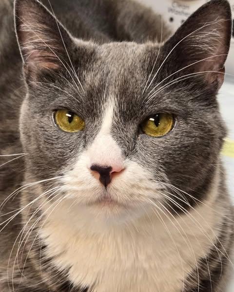 TJ, Adoptable, Senior Male Domestic Short Hair.
