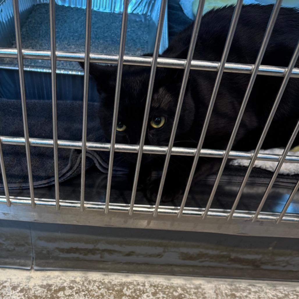 Cherry, Adoptable, Adult Male Domestic Short Hair.