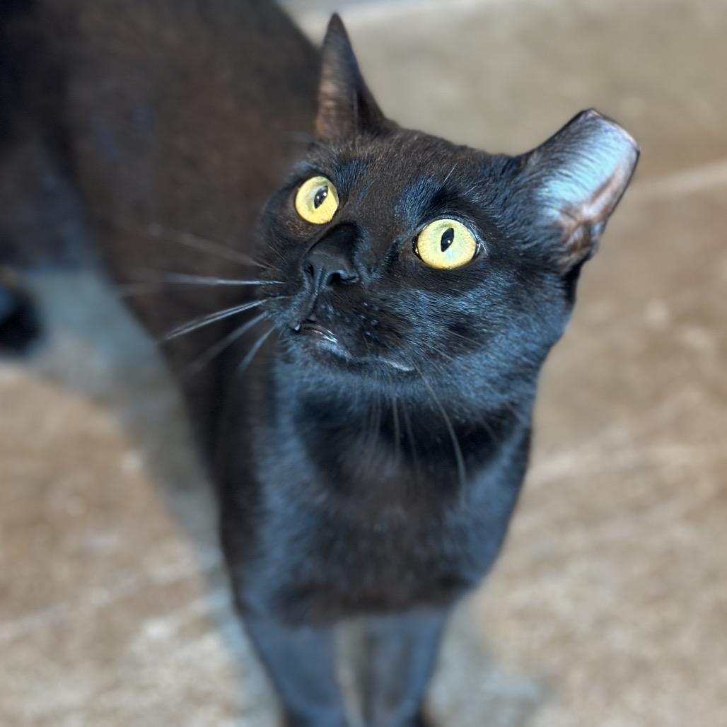 Enlarge Cherry, a Adoptable Domestic Short Hair in Matteson, IL image 2/4