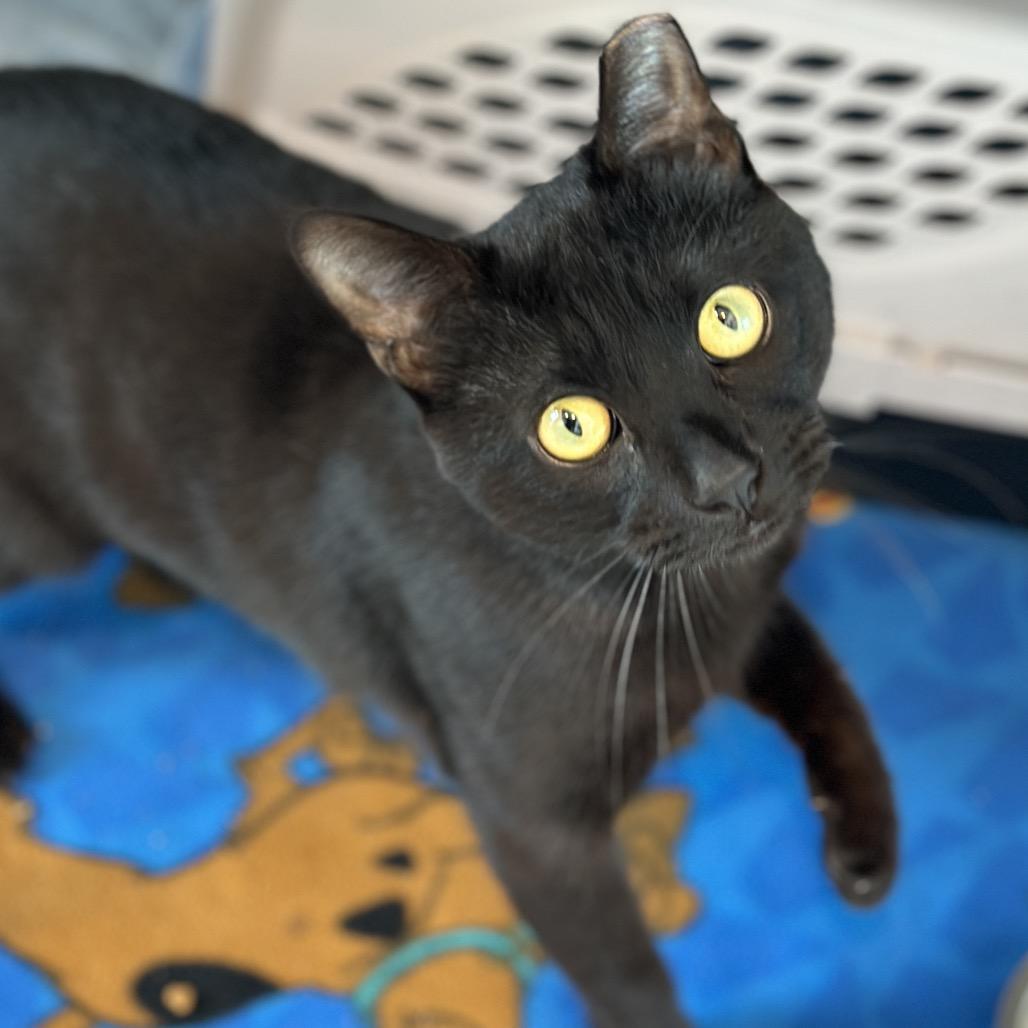 Enlarge Cherry, a Adoptable Domestic Short Hair in Matteson, IL image 3/4