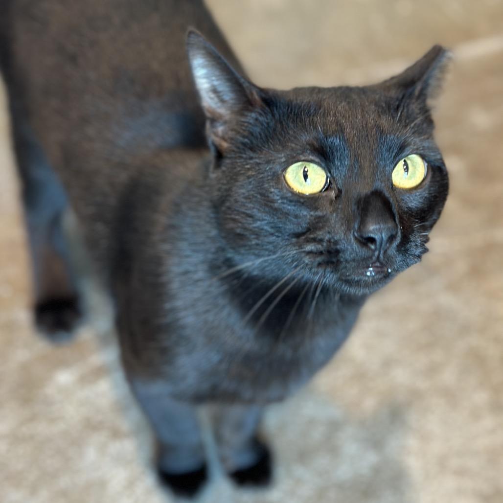 Enlarge Cherry, a Adoptable Domestic Short Hair in Matteson, IL image 4/4