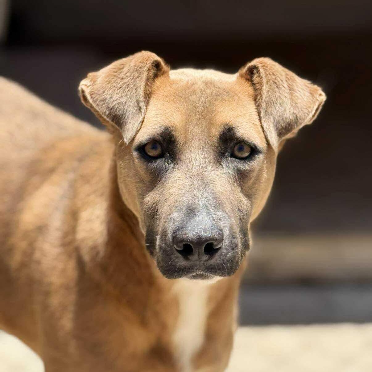 Moka, Adoptable, Adult Female Black Mouth Cur & Weimaraner.