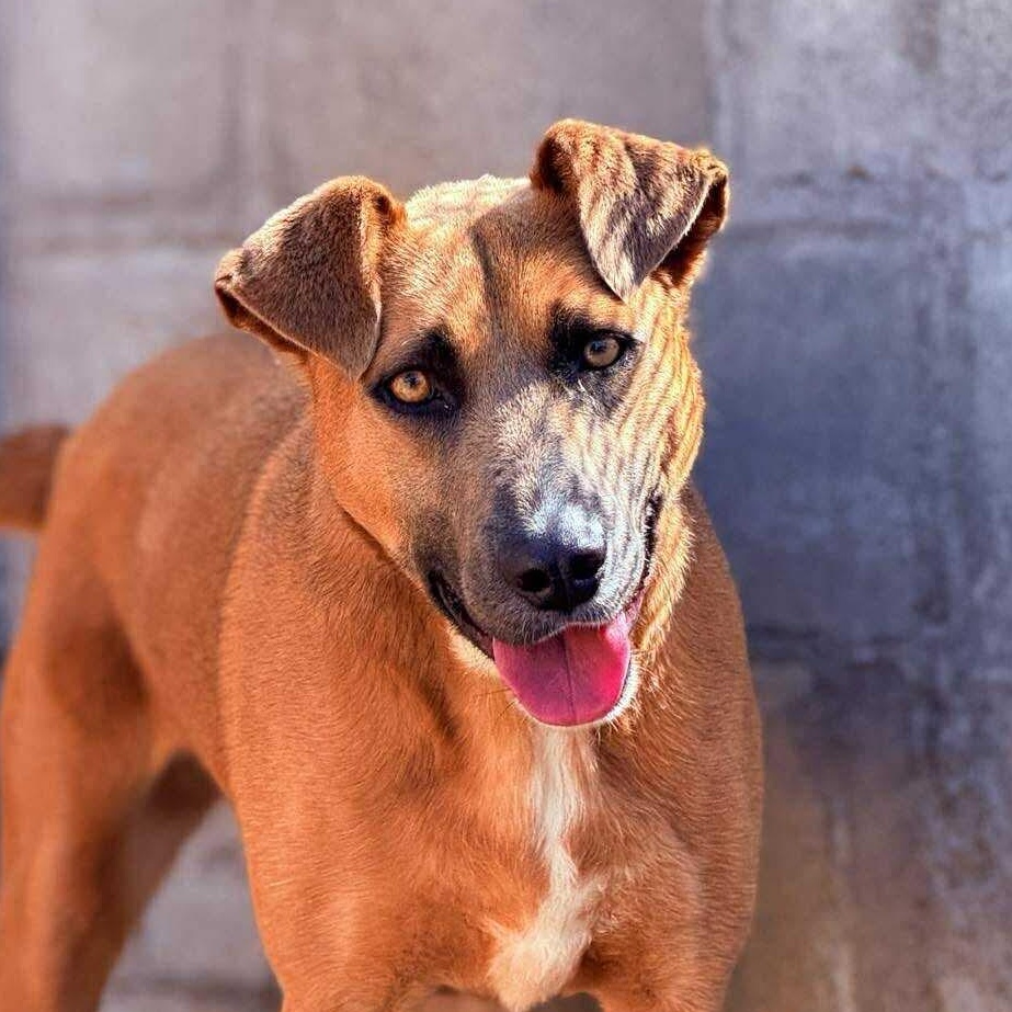 Moka, a Adoptable mixed breed in San Diego, CA image 2/3