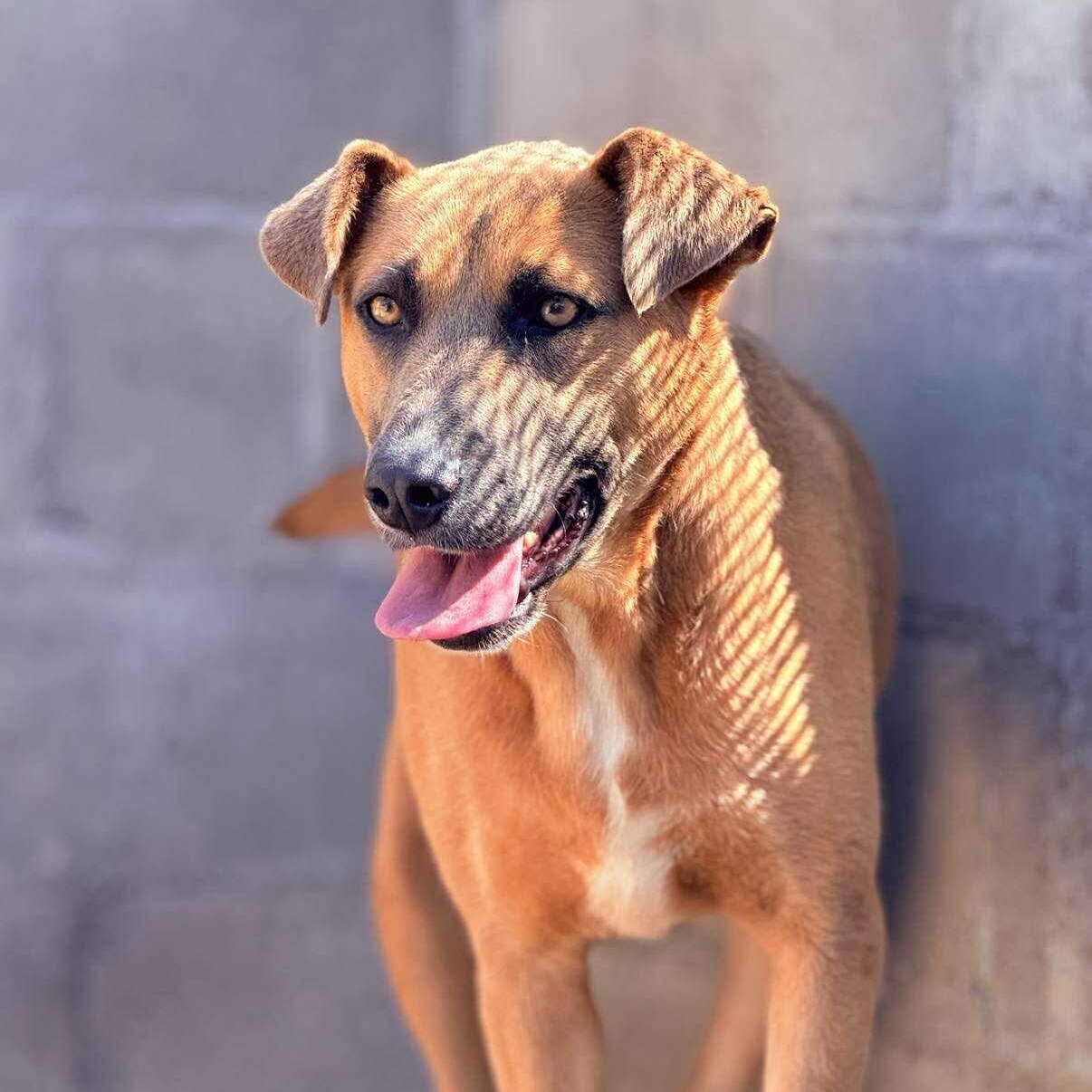 Moka, a Adoptable mixed breed in San Diego, CA image 3/3