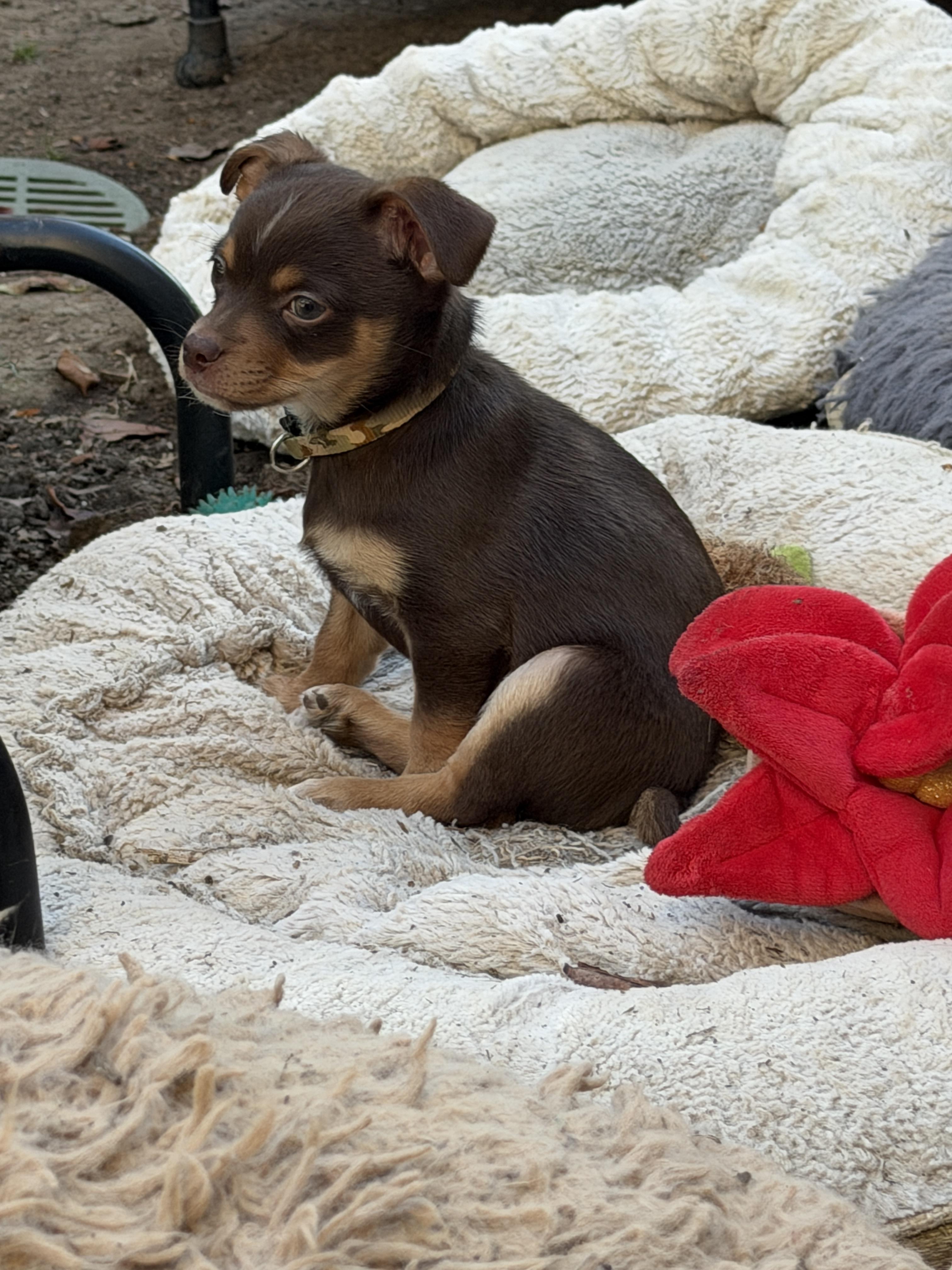 Enlarge Tom, a ADOPTABLE mixed breed in clayton , CA image 3/4