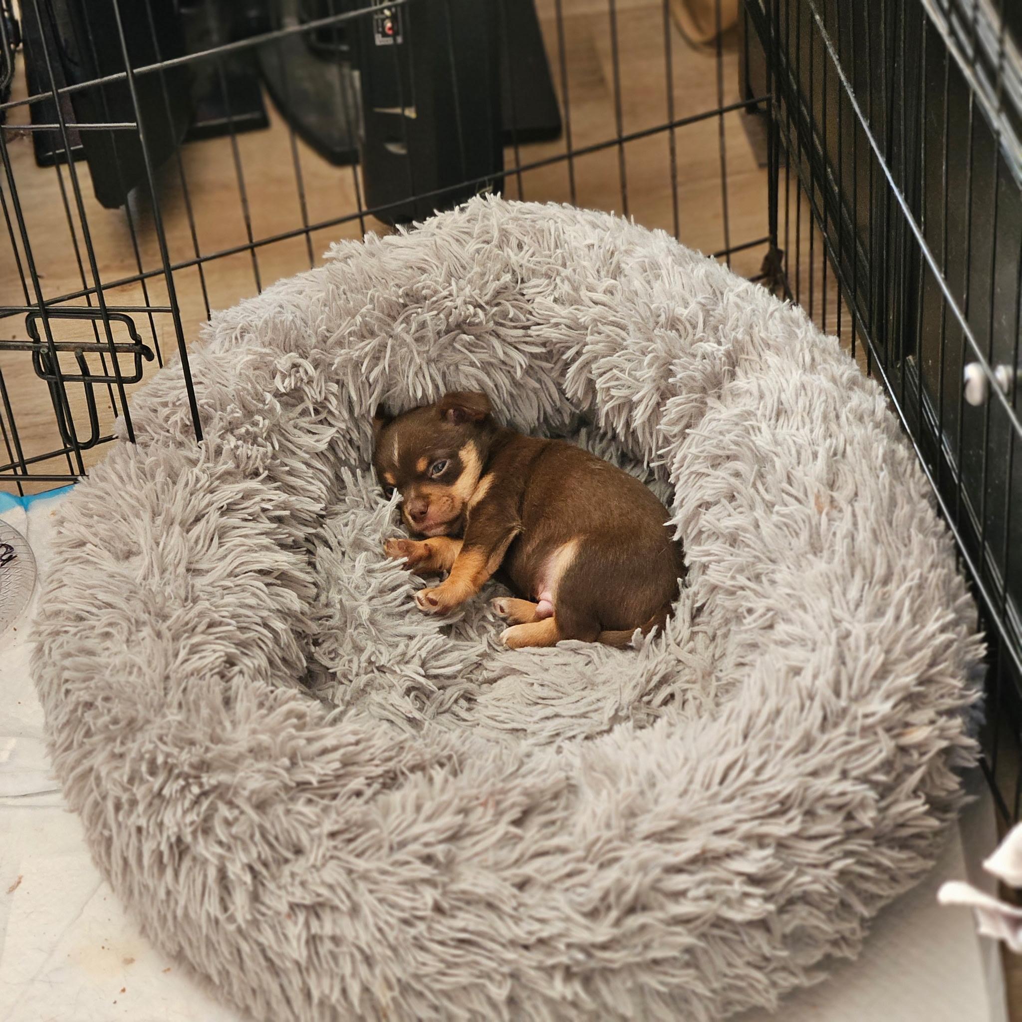 Enlarge Tom, a ADOPTABLE mixed breed in clayton , CA image 2/4