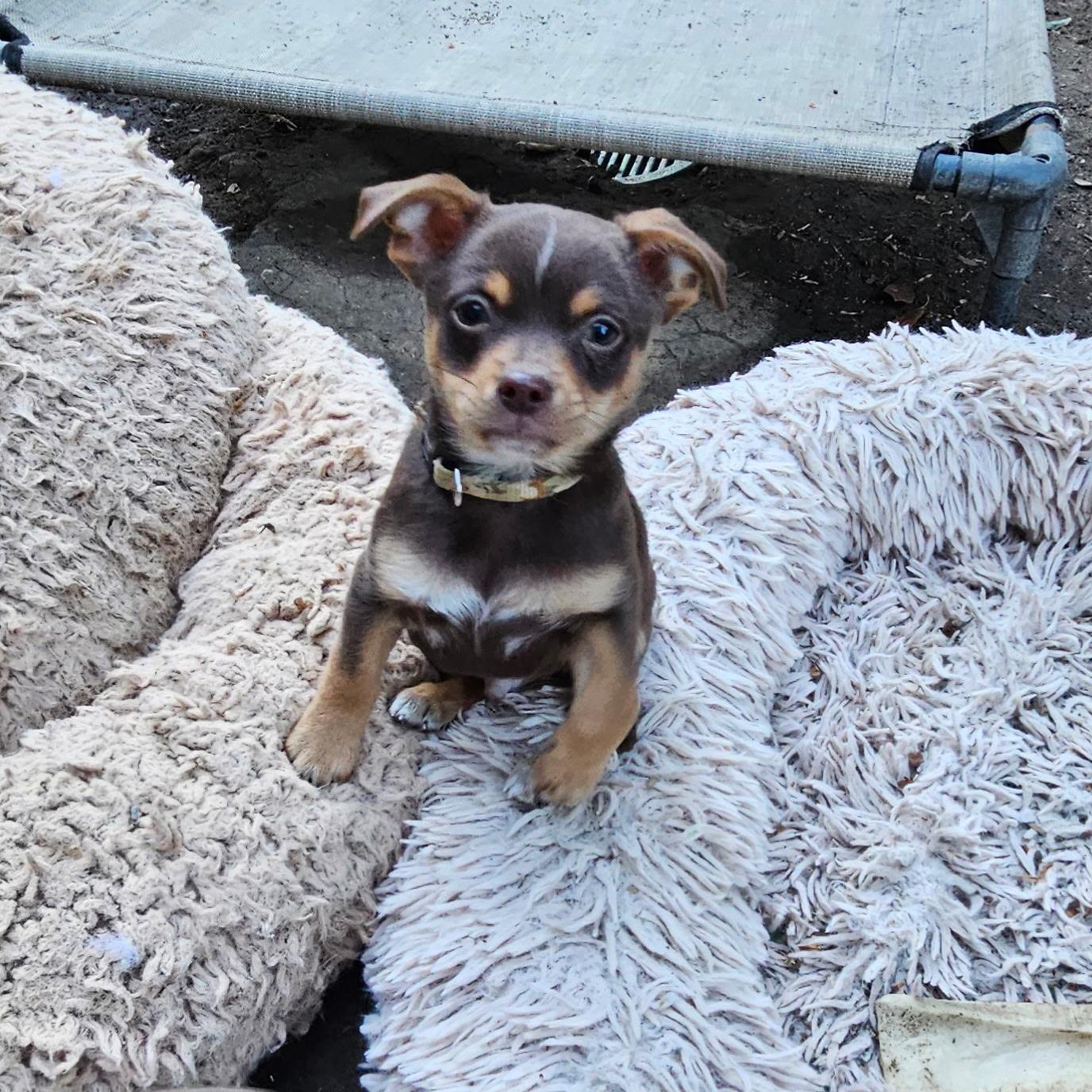 Enlarge Tom, a ADOPTABLE mixed breed in clayton , CA image 4/4