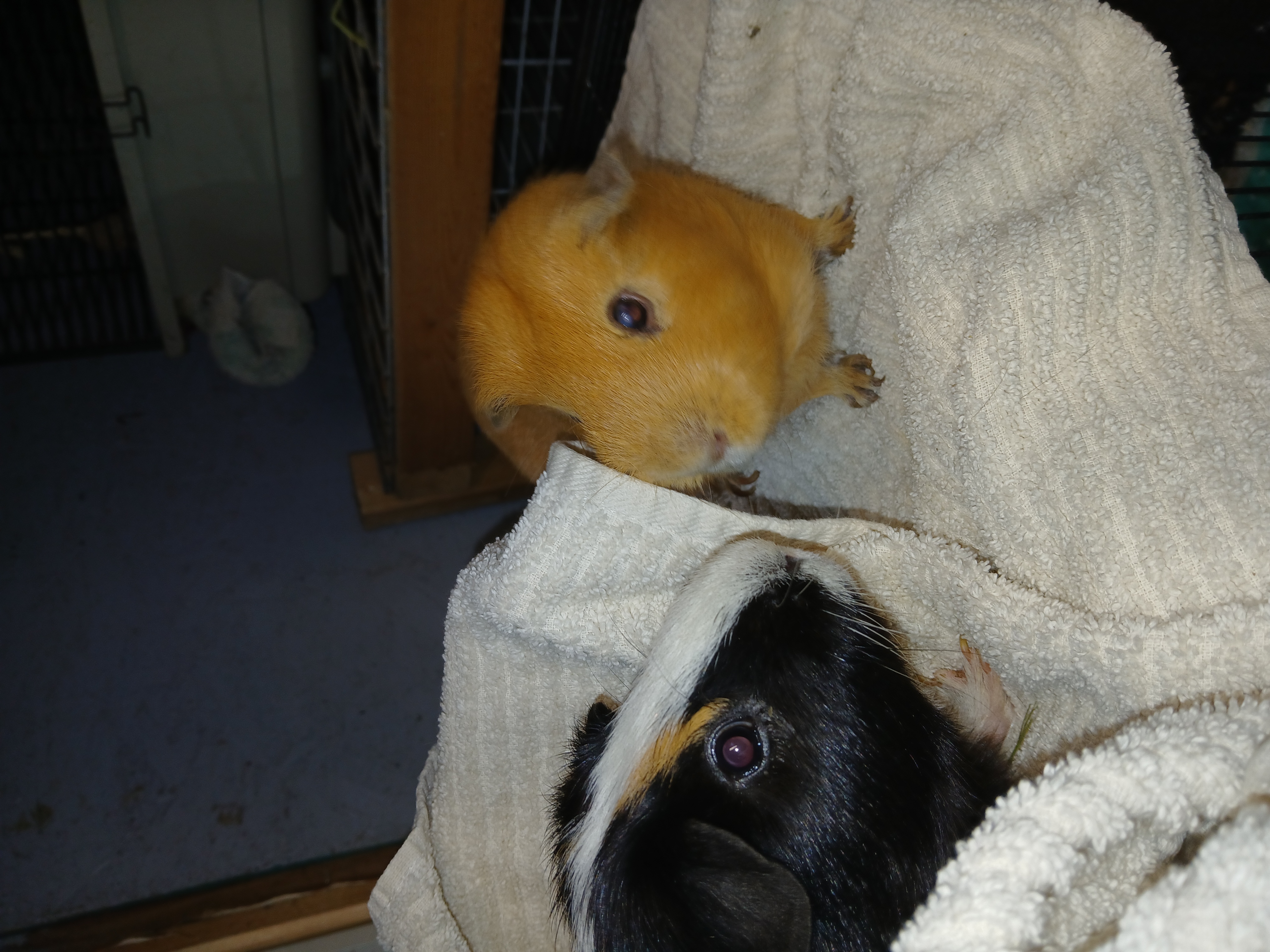 Enlarge Spike and Caramel, a Adoptable Short-Haired in Dearborn, MO image 2/4