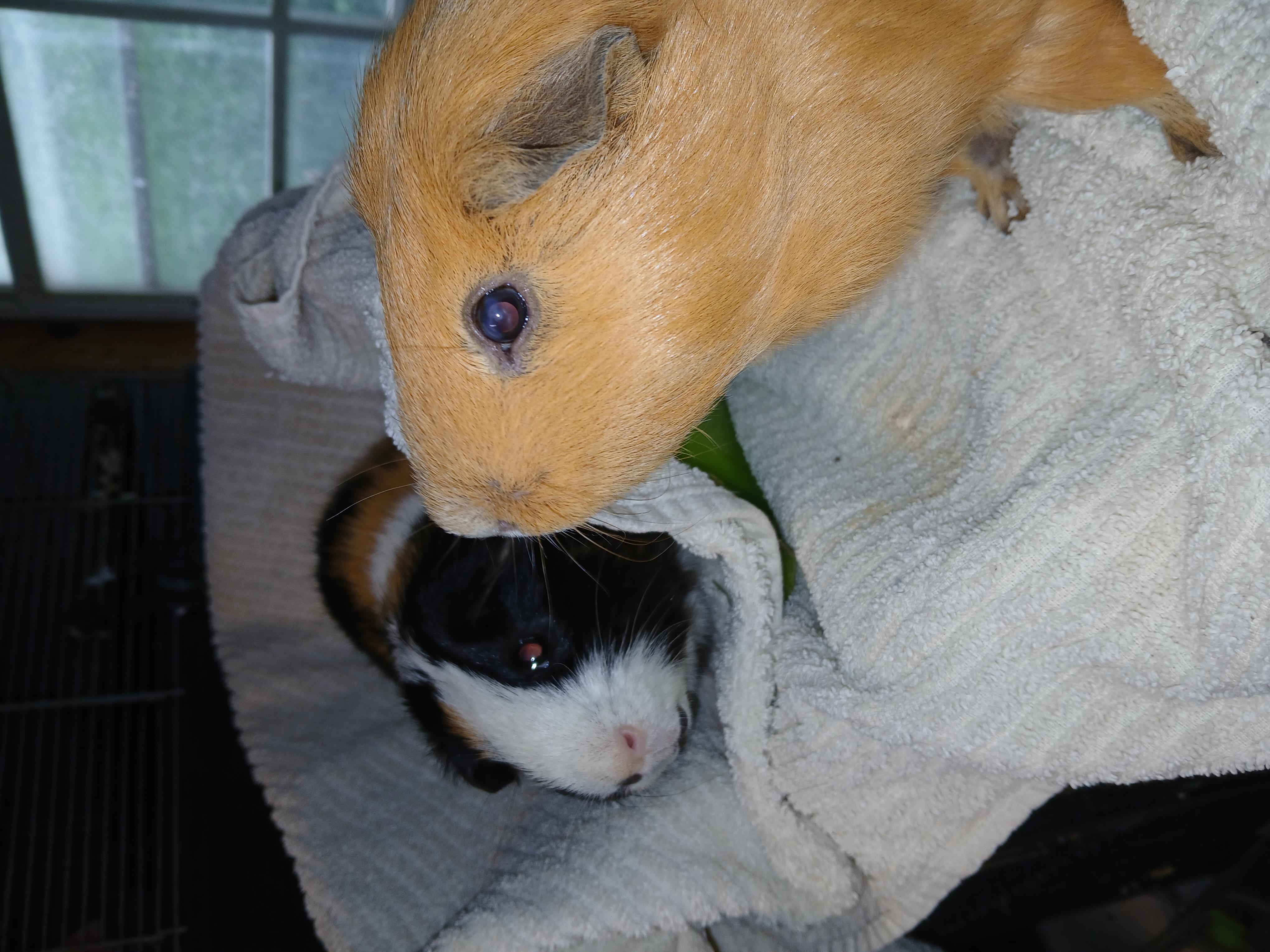 Enlarge Spike and Caramel, a Adoptable Short-Haired in Dearborn, MO image 3/4