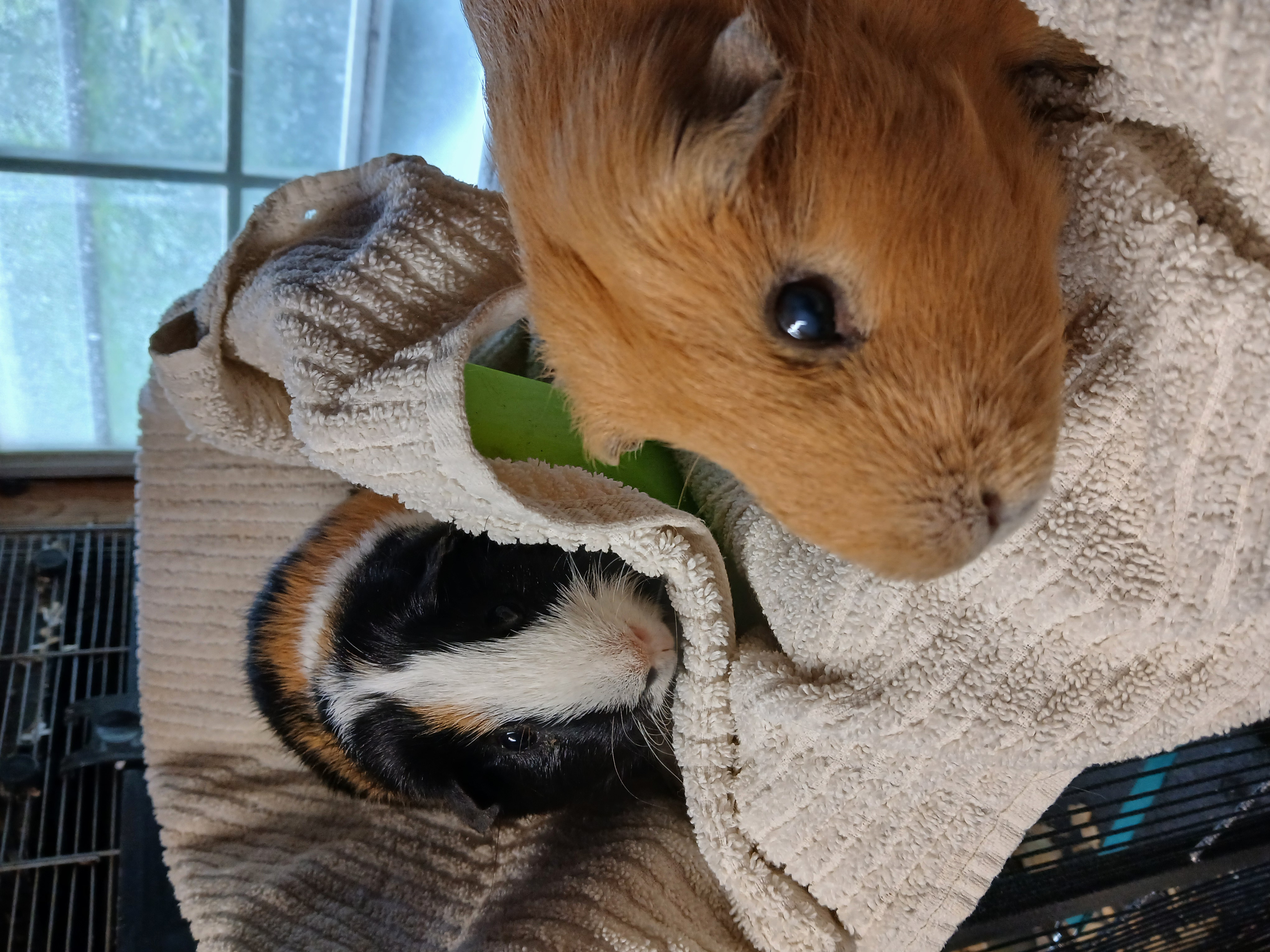 Spike and Caramel, Adoptable, Senior Male Short-Haired.