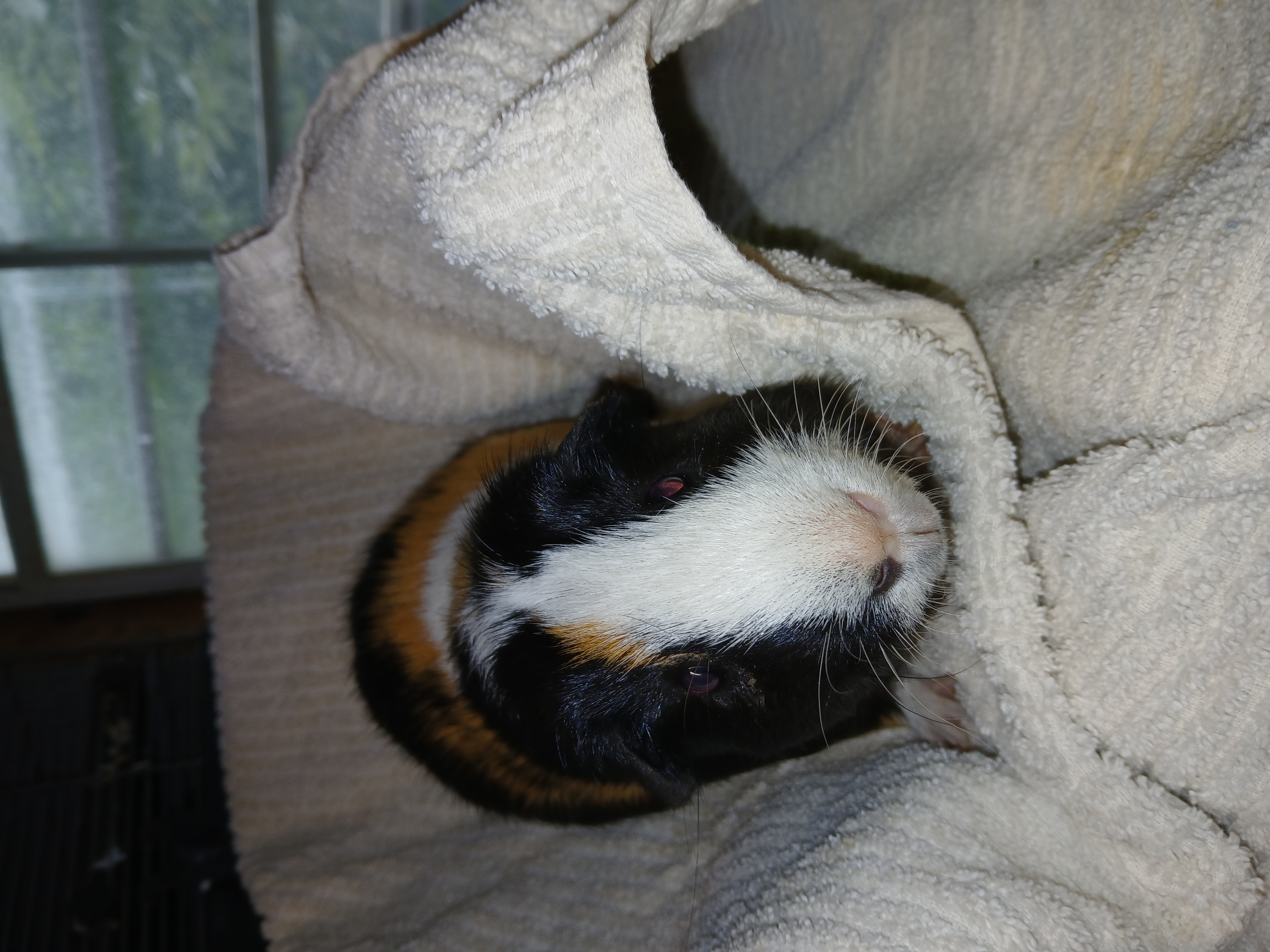 Enlarge Spike and Caramel, a Adoptable Short-Haired in Dearborn, MO image 4/4