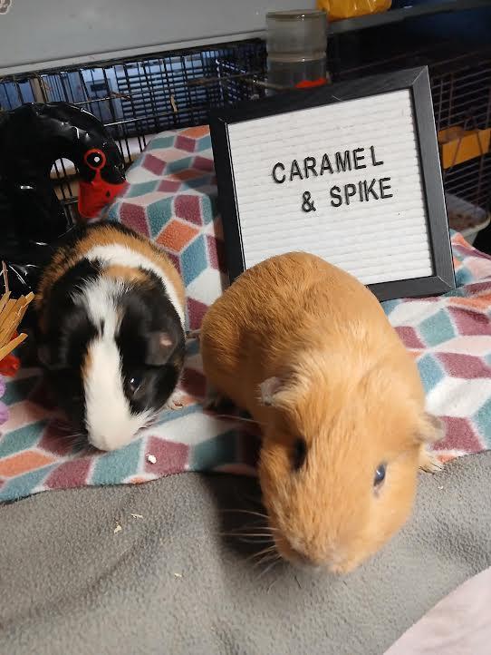 Enlarge Spike and Caramel, a Adoptable Short-Haired in Dearborn, MO image 1/6