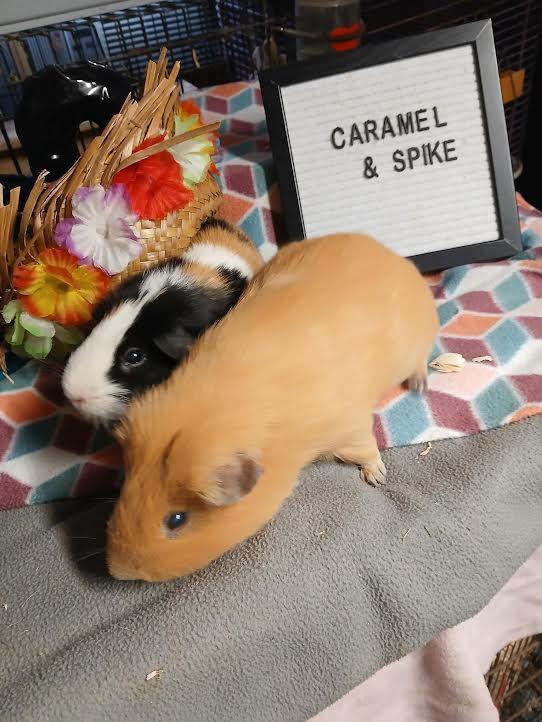 Enlarge Spike and Caramel, a Adoptable Short-Haired in Dearborn, MO image 5/6