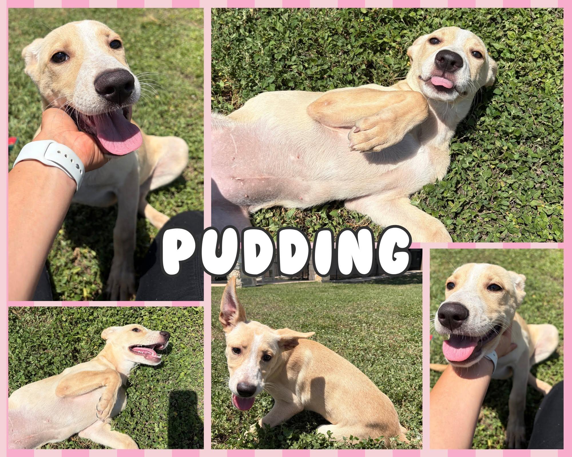 Enlarge Pudding, a ADOPTABLE mixed breed in Universal City, TX image 1/1