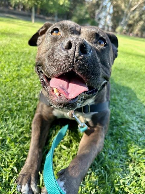 Enlarge TITI, a Adoptable mixed breed in Santa Maria, CA image 1/1
