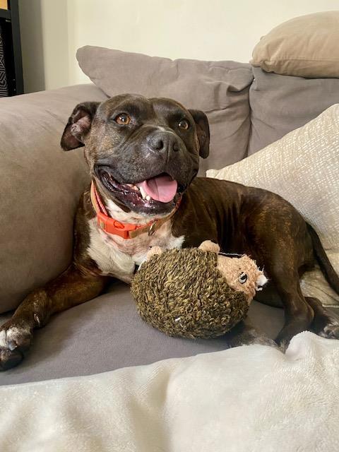 TITI, Adoptable, Adult Female Pit Bull Terrier & Mixed Breed.