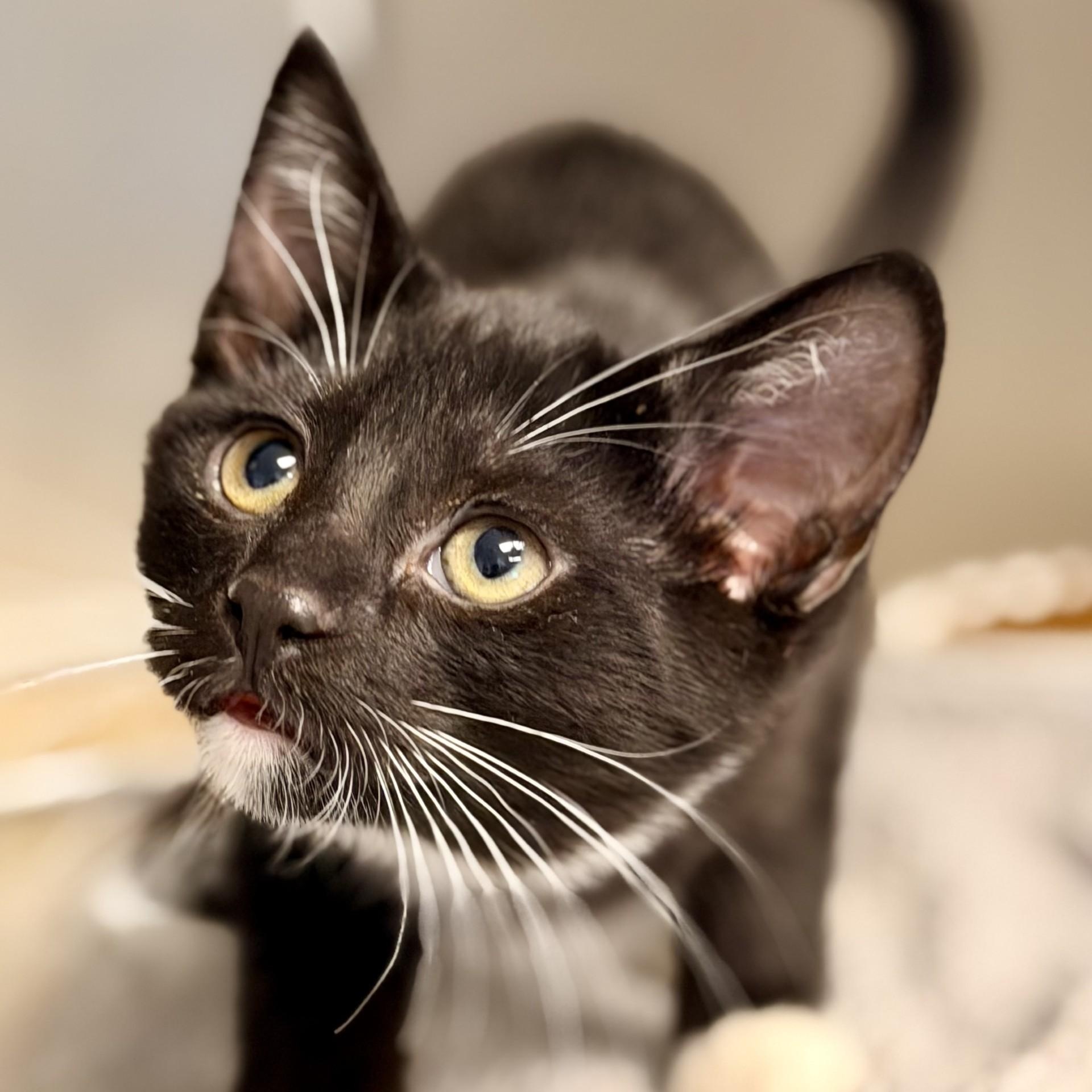 Enlarge Julia, a Adopted Domestic Short Hair in Manahawkin, NJ image 2/2