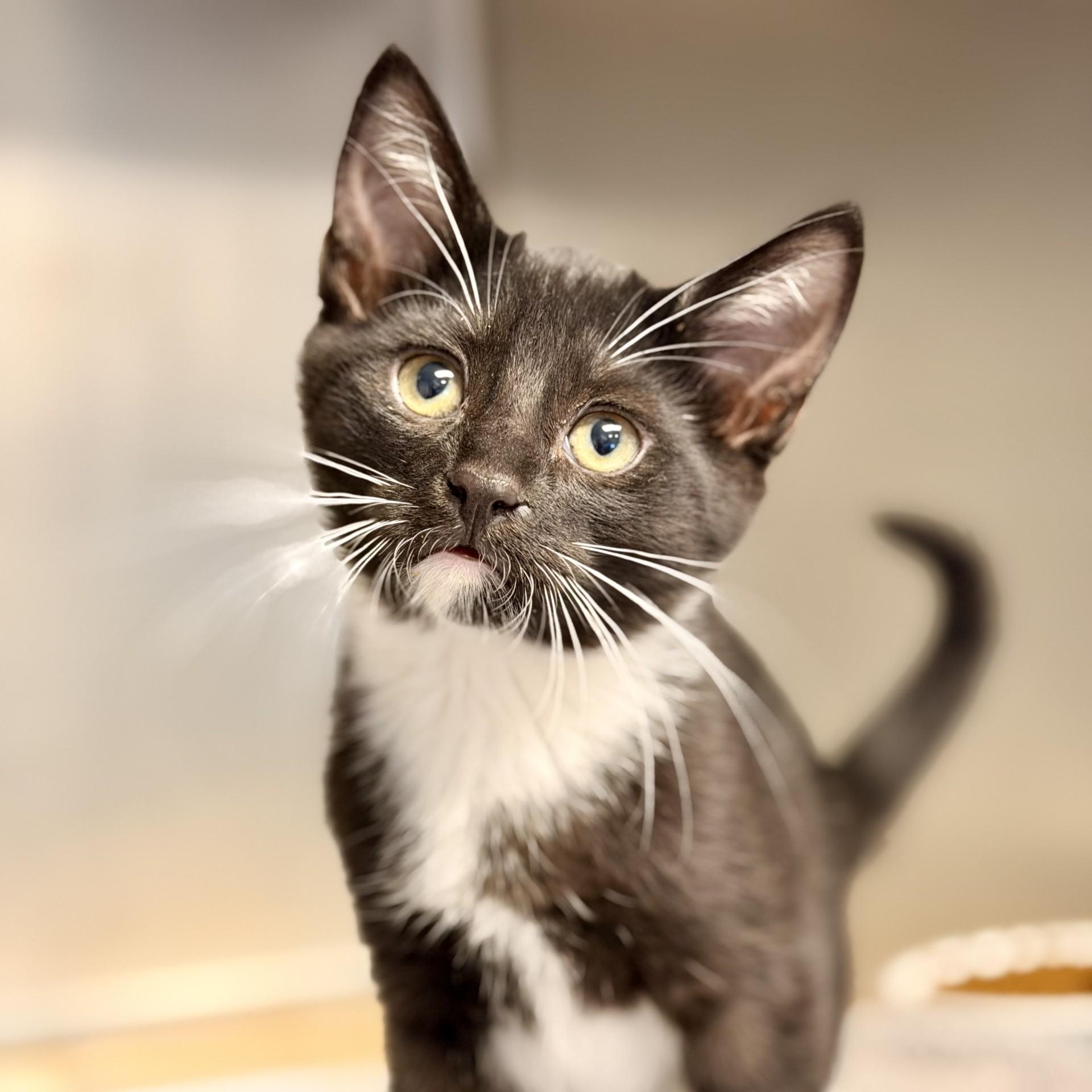 Julia, Adopted, Kitten Female Domestic Short Hair.