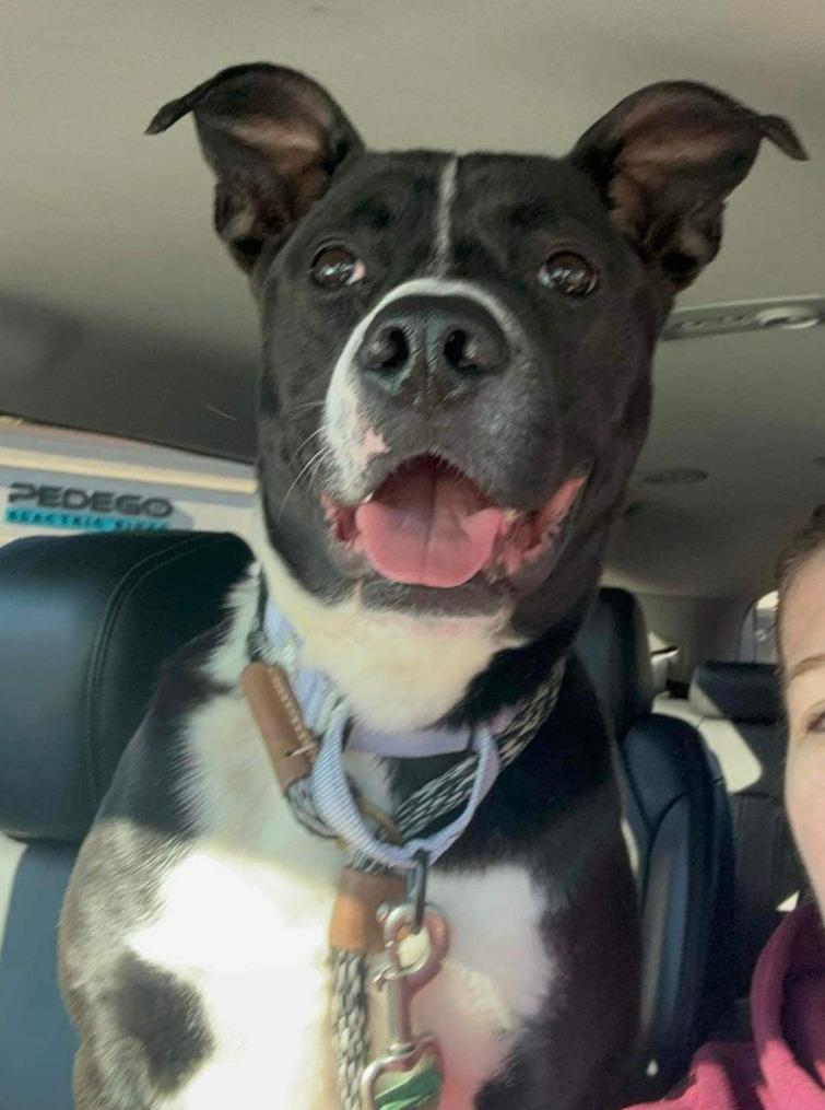 Enlarge Charles  A046693, a Adoptable mixed breed in Sharpsburg, GA image 2/6