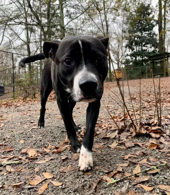 Enlarge Charles  A046693, a Adoptable mixed breed in Sharpsburg, GA image 3/6