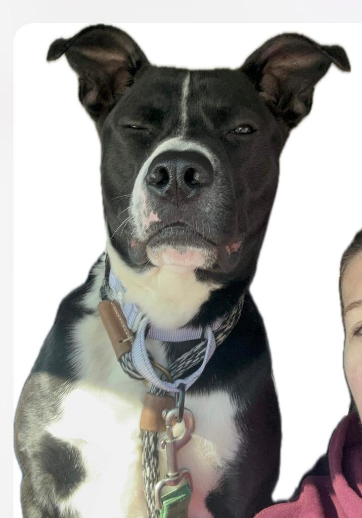 Charles A046693, a Adoptable mixed breed in Sharpsburg, GA image 5/6