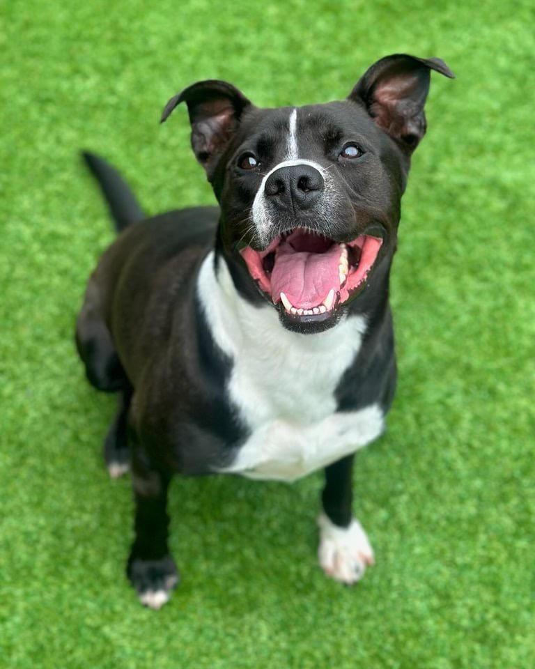 Charles A046693, a Adoptable mixed breed in Sharpsburg, GA image 3/6