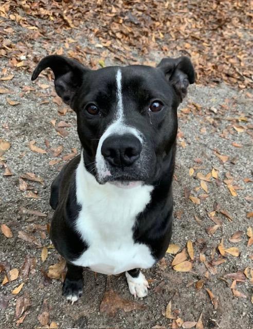 Enlarge Charles  A046693, a Adoptable mixed breed in Sharpsburg, GA image 5/6