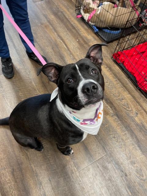 Charles A046693, a Adoptable mixed breed in Sharpsburg, GA image 5/6