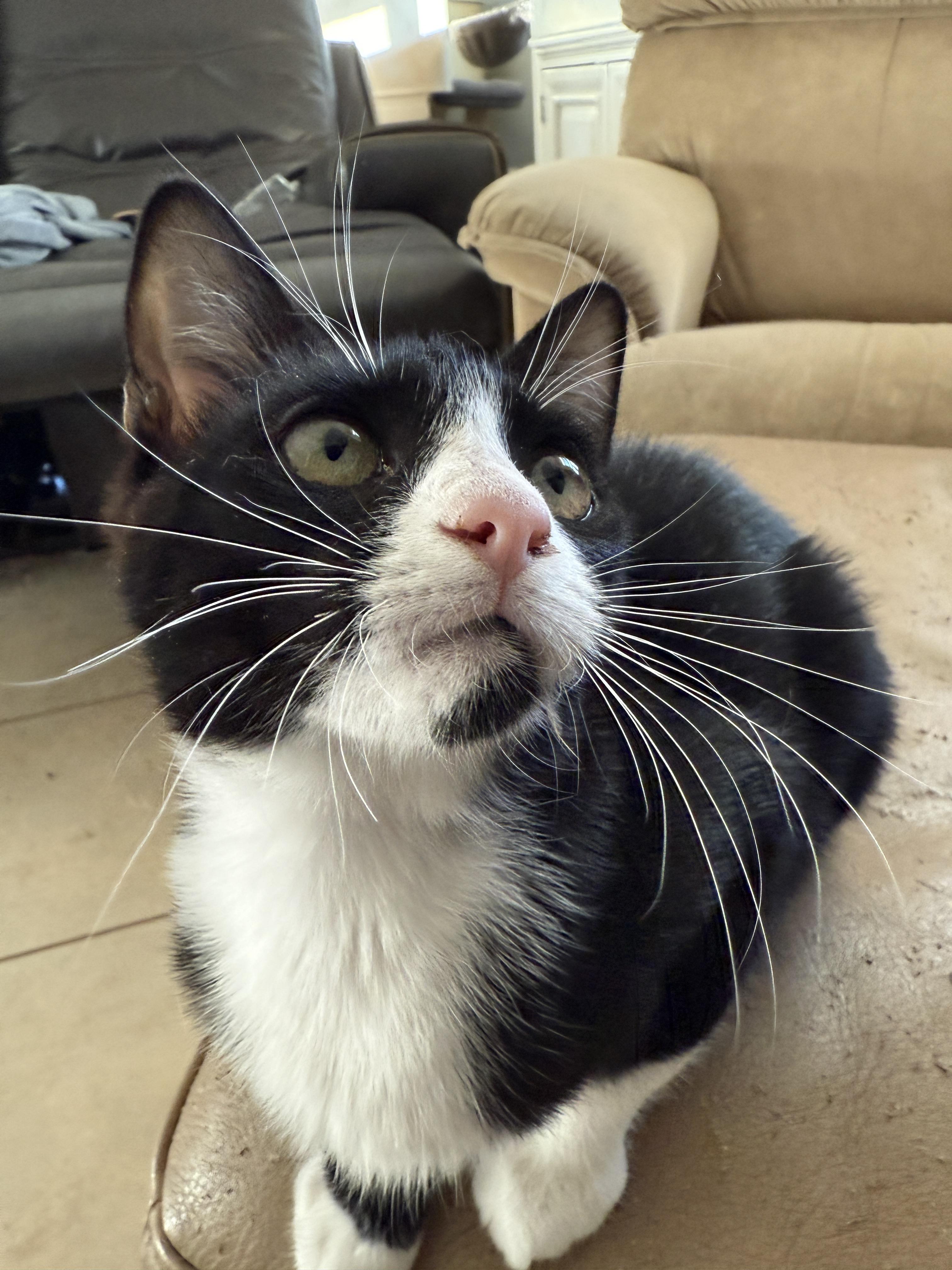 Enlarge Ladybug , a ADOPTABLE Domestic Short Hair in East Boston , MA image 2/6