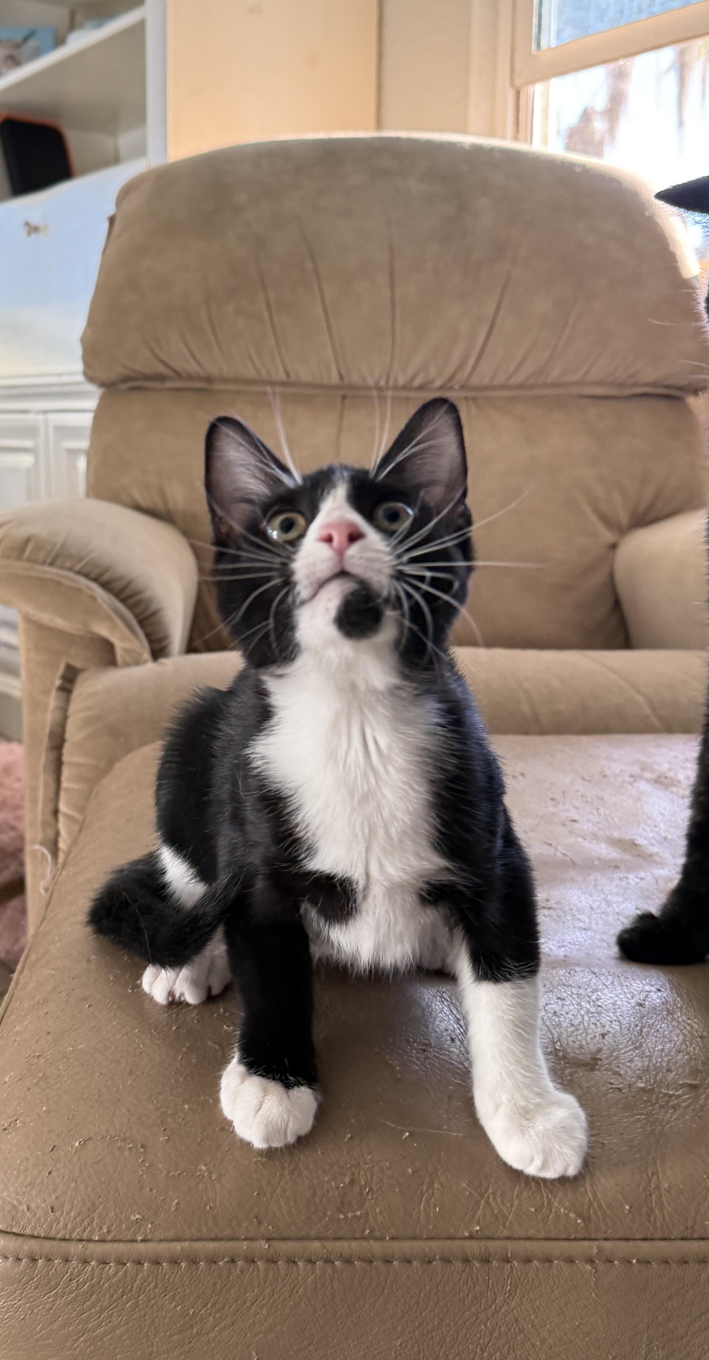 Enlarge Ladybug , a ADOPTABLE Domestic Short Hair in East Boston , MA image 5/6