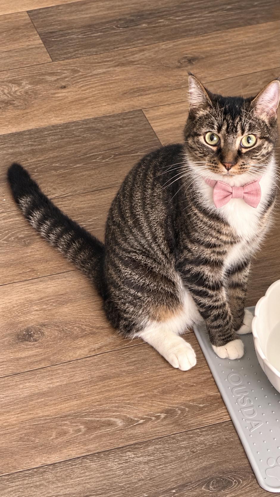 Rita, Adoptable, Kitten Female American Shorthair.