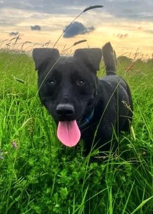 Hocus (20230205-03), Adoptable, Adult Male Labrador Retriever.