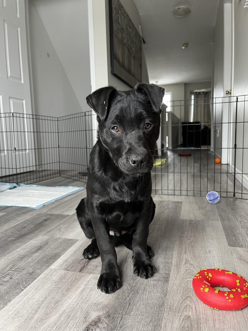 Hocus (20230205-03), an adoptable Labrador Retriever in Hamilton, ON, L8P 4Y5 | Photo Image 3